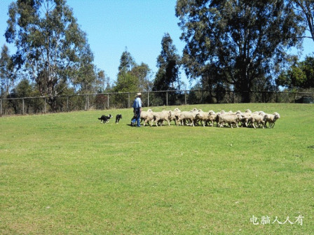 考拉动物园(牧羊表演)