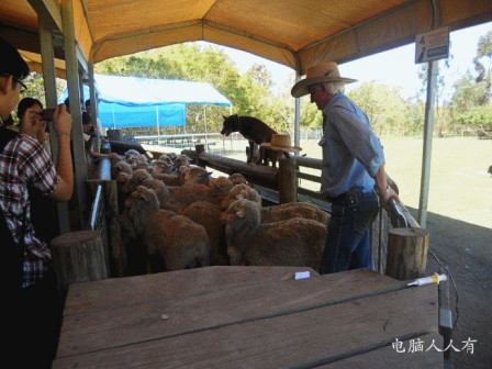 考拉动物园(牧羊1)