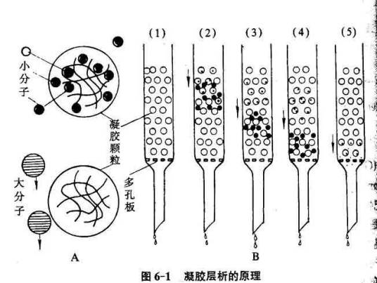 凝胶过滤层析 凝胶过滤层析