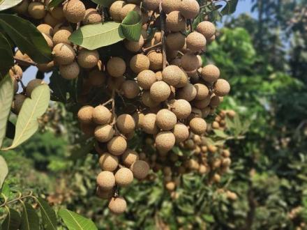 泸县晚熟龙眼