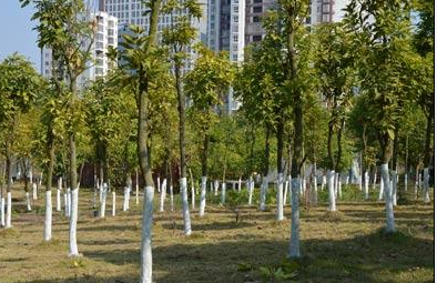 氢氧化钙应用领域