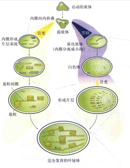 叶绿体的发育