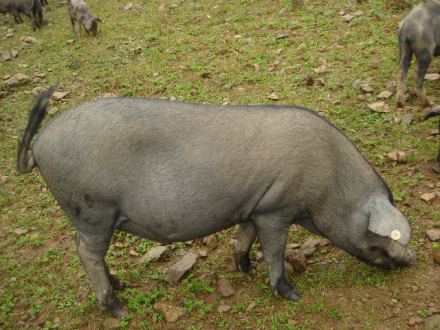 西昌高山黑猪
