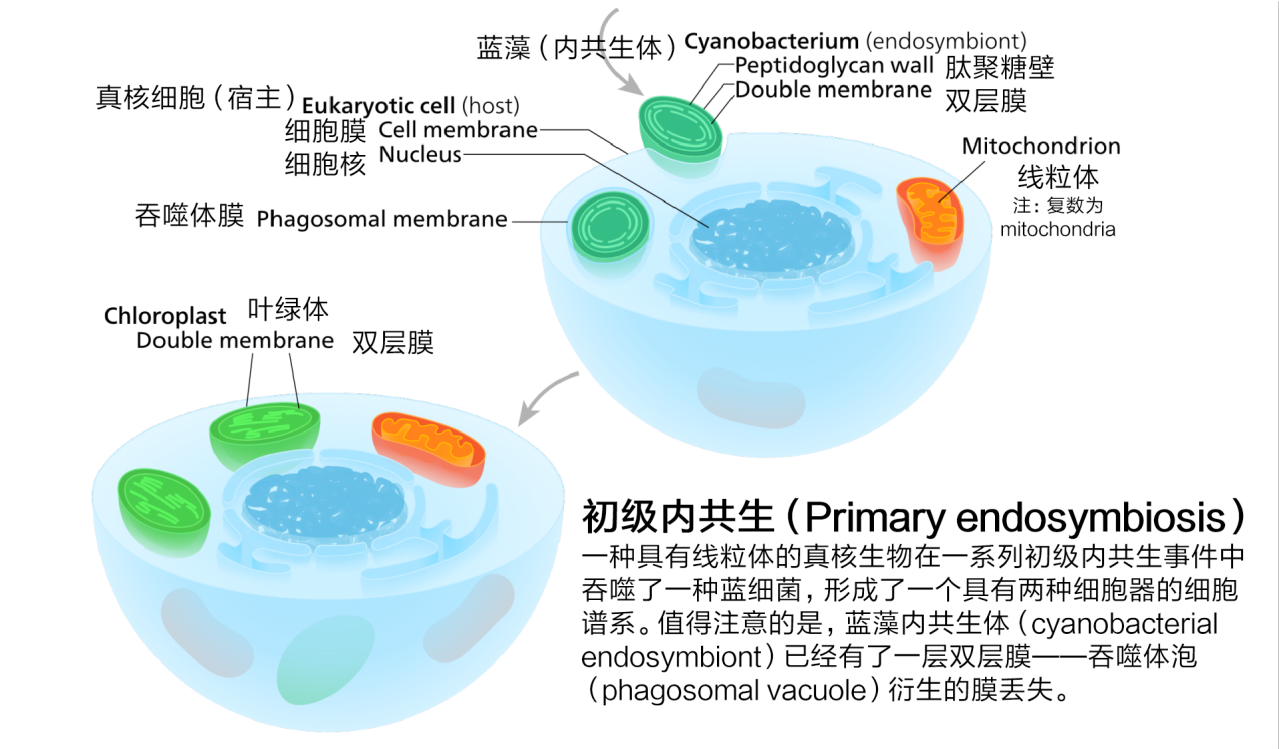 初级内共生（Primary endosymbiosis）