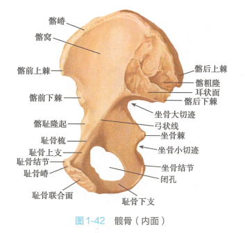 髋骨（内面）