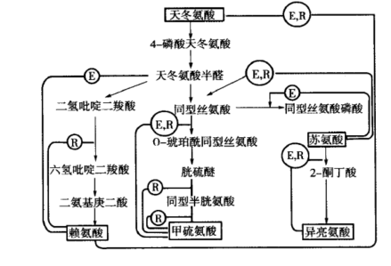 赖氨酸生物合成途径 