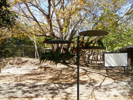 考拉动物园(彩色鹦鹉)