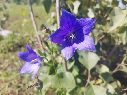 位于夹河湿地公园