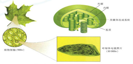叶绿体结构示意图
