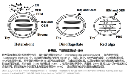 作为次生内共生产物的异养藻、甲藻和红藻的叶绿体 