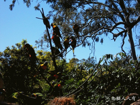 考拉动物园(树林中的彩色鹦鹉)