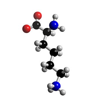lysine