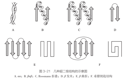 几种超二级结构