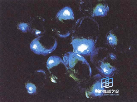 从萤火虫到人工冷光