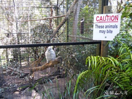 考拉动物园(白洛克)