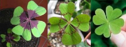 酢浆草（一种特异变种）