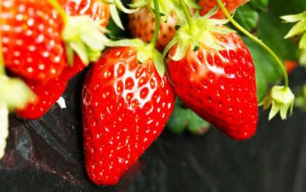 长丰草莓