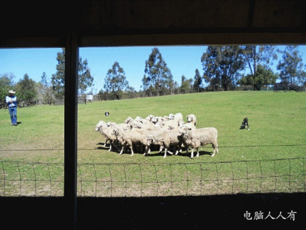 考拉动物园(牧羊)
