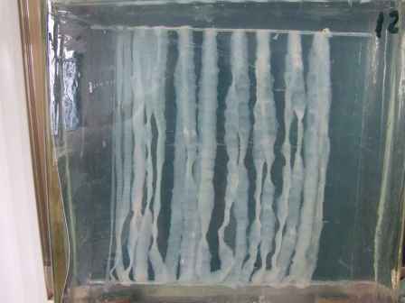 猪带绦虫大体标本