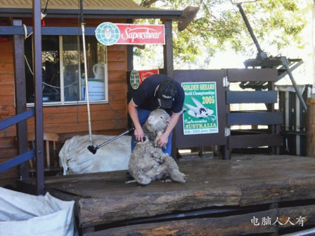 考拉动物园(剪羊毛表演)