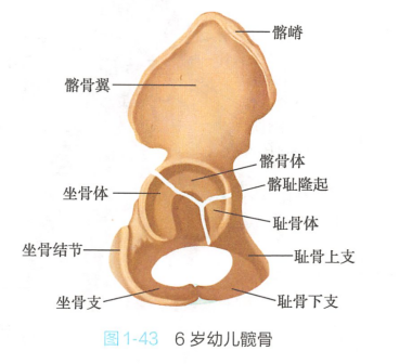6岁幼儿髋骨