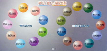 构成人体的20种氨基酸