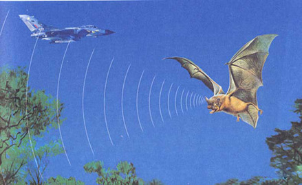 仿生学是独立的一门学科