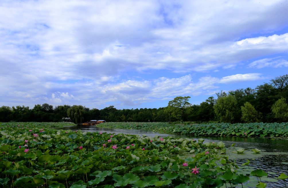 海岳开襟现状为福海荷花区域