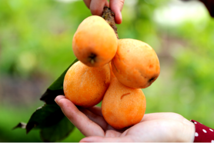 “天仙硐”枇杷