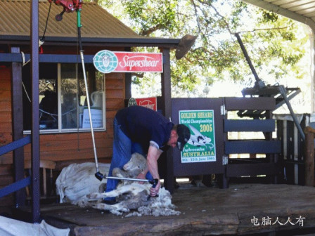 考拉动物园(剪羊毛1)