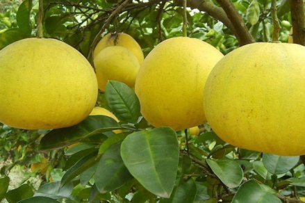 贡井龙都早香柚