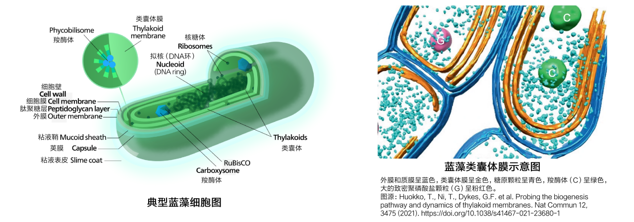 蓝藻结构示意图 