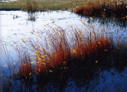 环境优美的黄河湿地