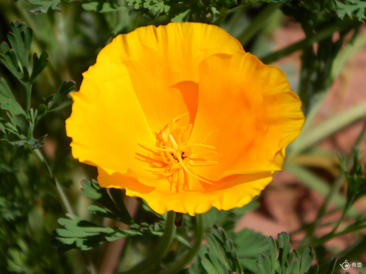 加州州花金罂粟（California Poppy）