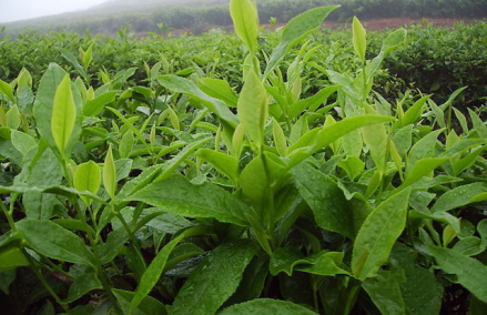 乳山茶叶