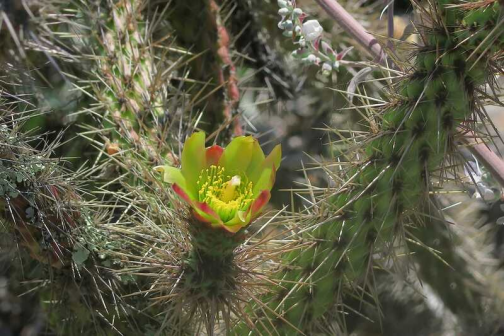 加州全罗( Cylindropuntia californi