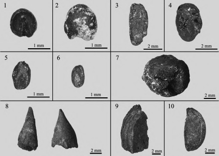 炭化植物遗存图
