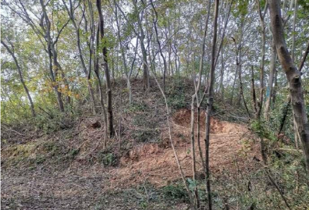 春城土墩墓群近景