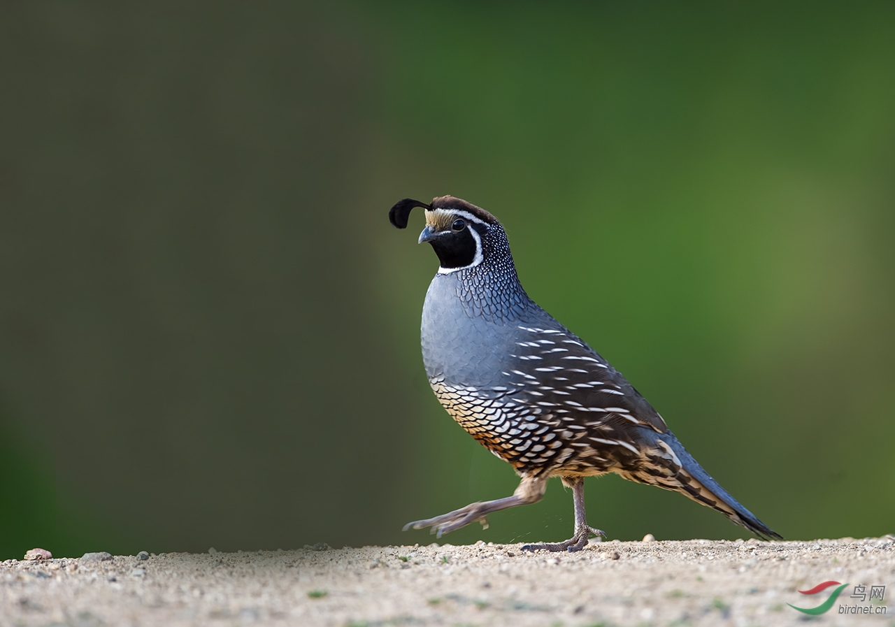加州州鸟加州鹑（California Quail）
