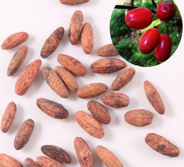 山茱萸（种子）