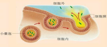 细胞的胞吐作用示意图