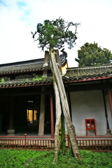 ▲龙柏——五代吴越国国王亲手栽种