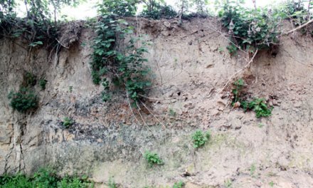阿岗寺遗址文化层
