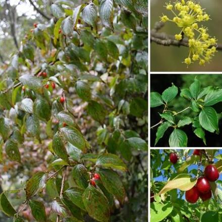 山茱萸