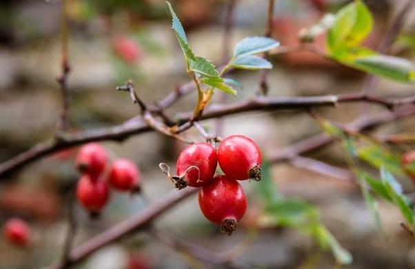 山茱萸（果实）