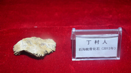 丁村人石沟枕骨化石（2012年）