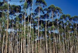 亚的斯亚贝巴的桉树