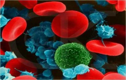 血液细胞