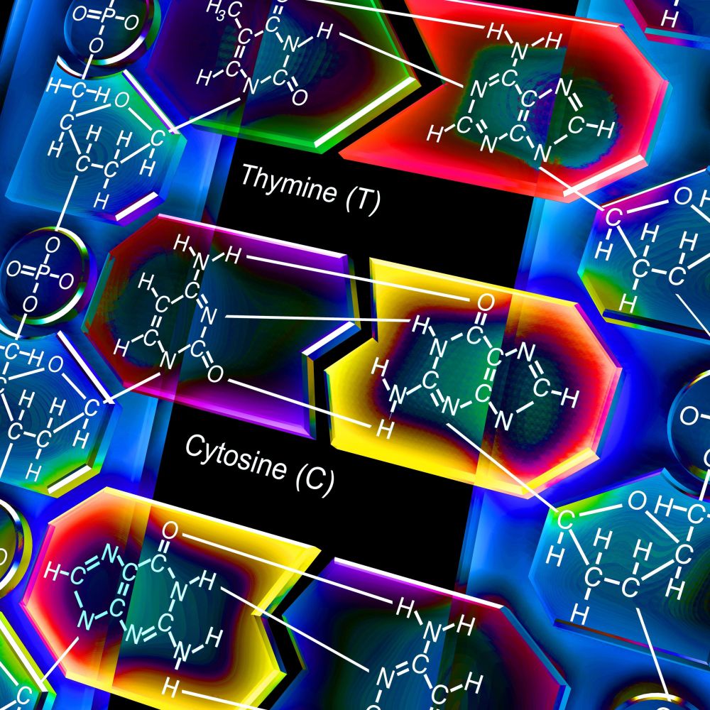 碱基互补配对法则 