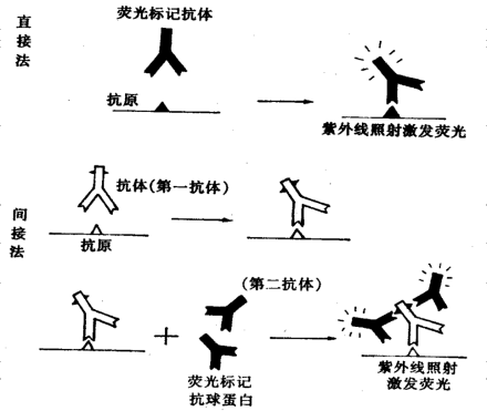 免疫荧光测量方法